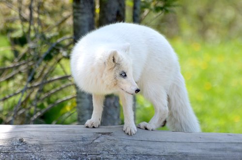 arctic  fox  habitat