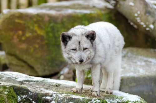 arctic fox fur animal