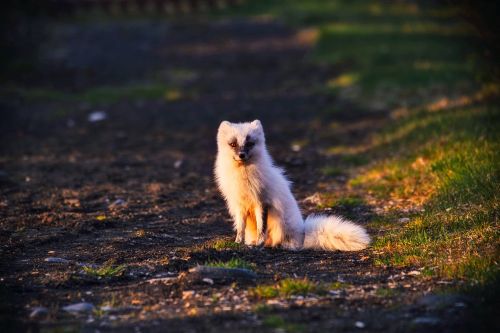 arctic fox animal wildlife