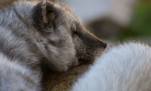 arctic fox sleep wild animal