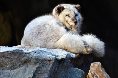 arctic fox fuchs wild animal