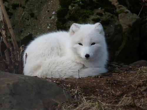 arctic fox  white  fur