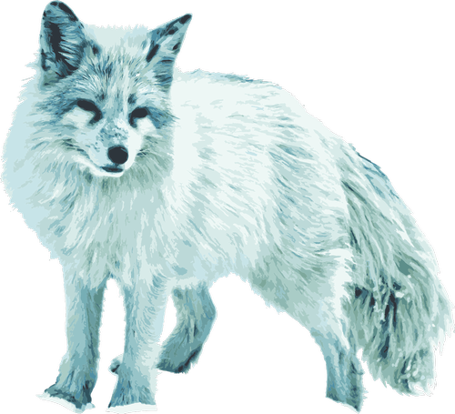 arctic fox  white fox  vixen