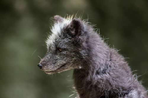 arctic fox ice fox fur