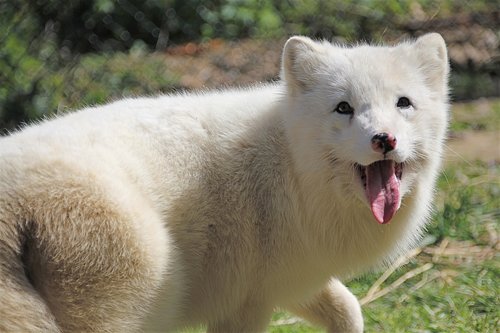 arctic fox  fuchs  white