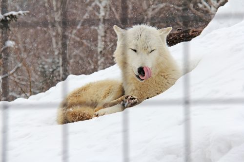arctic fox fox white