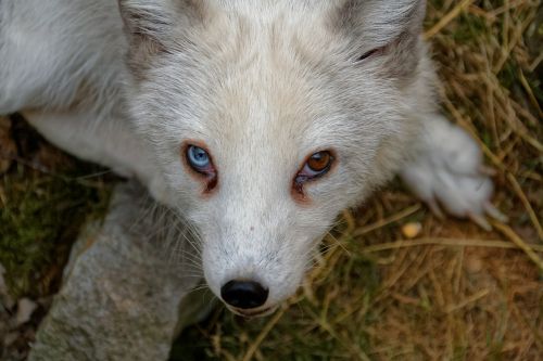 arctic fox fuchs eyes