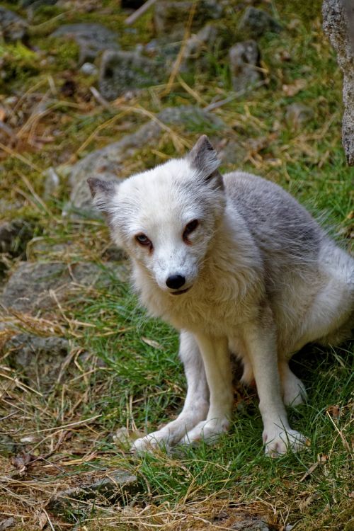 arctic fox fuchs eyes