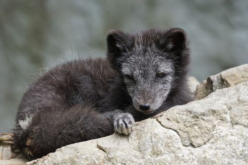 arctic fox young dormant