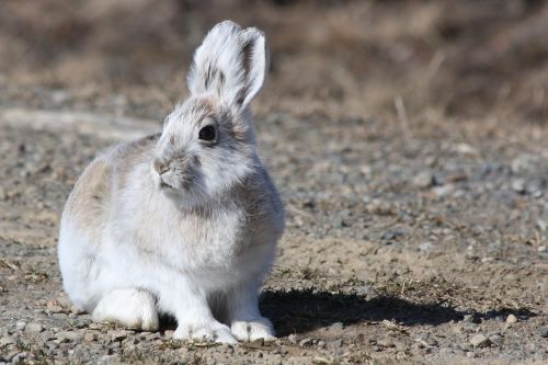 arctic hare rabbit bunny