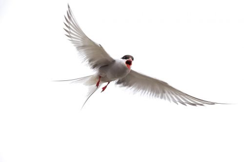 arctic tern isle of may seabird