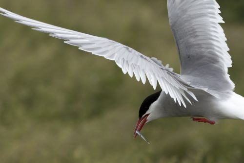 arctic tern seabird wildlife