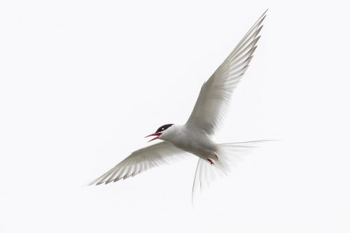 arctic tern iceland bird