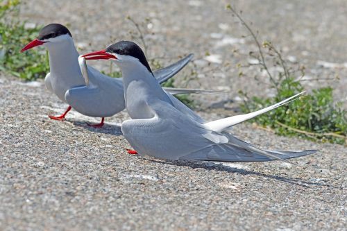 arctic tern courtship feeding eider barrage