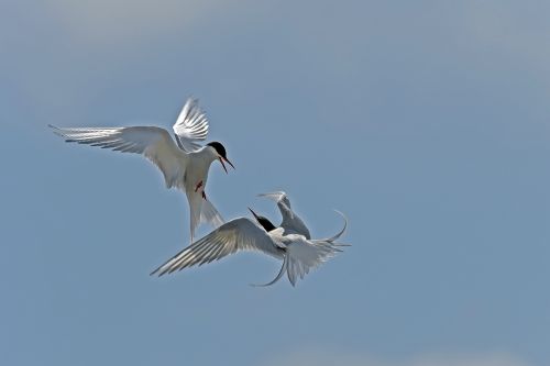 arctic tern arguing birds