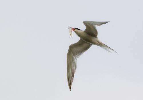 arctic tern seevogel bird