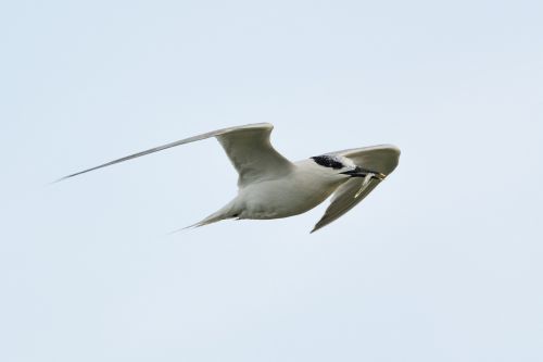 arctic tern hunting prey