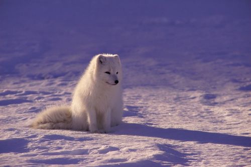 arctic wolf fur mammal