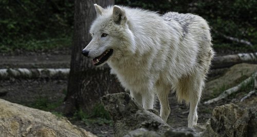 arctic wolf  animal  white