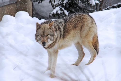 arctic wolf wolf fear