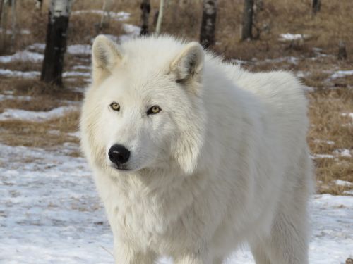 arctic wolfdog wolfdog wolf