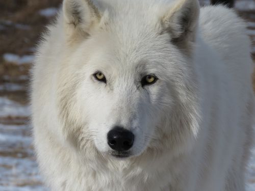 arctic wolfdog wolfdog wolf