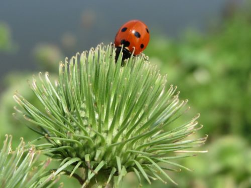 arctium lappa ladybug greater burdock