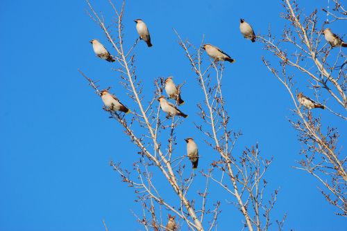 are cocks flock of birds songbird