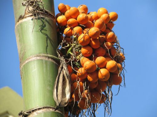 areca nut palm seed