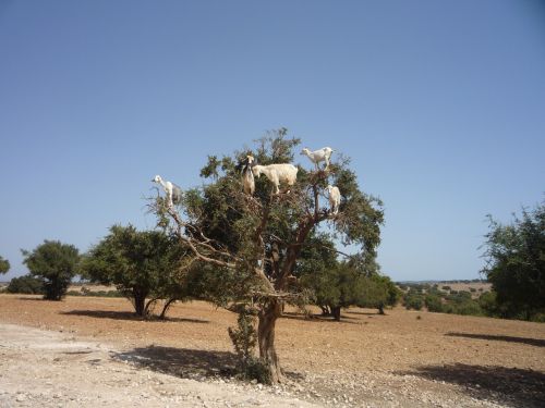 argan morocco goat