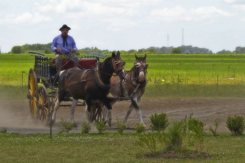 argentina gaucho horses