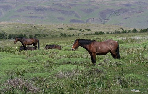 argentina  horses  landscape