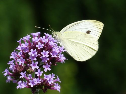 argentine vervain white verbenia extinct