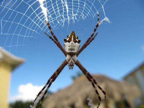 argiope argentata spider