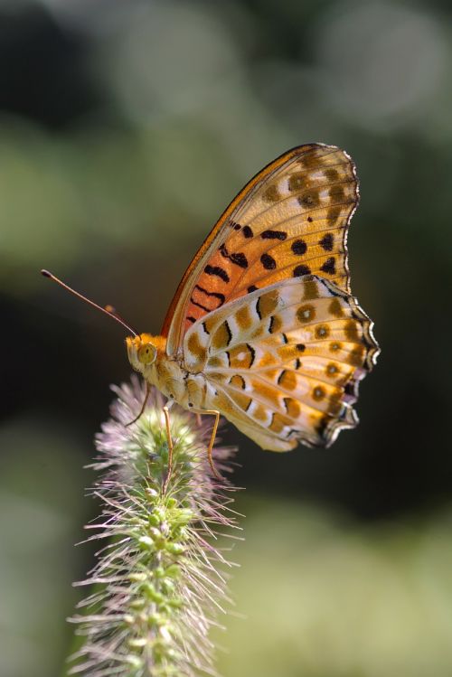 argynnis hyperbius butterfly indian fritillary