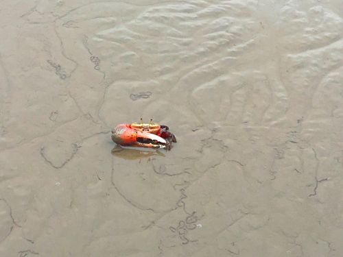 ariake sea fiddler crab