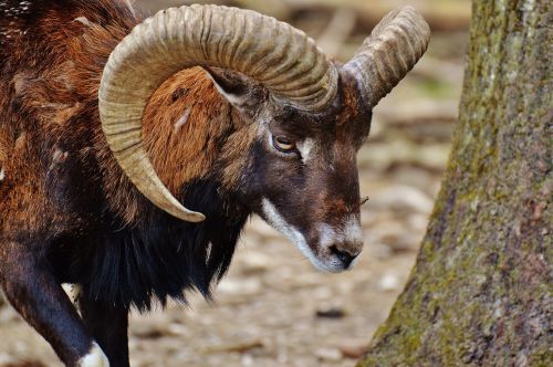 aries wildpark poing european mouflon