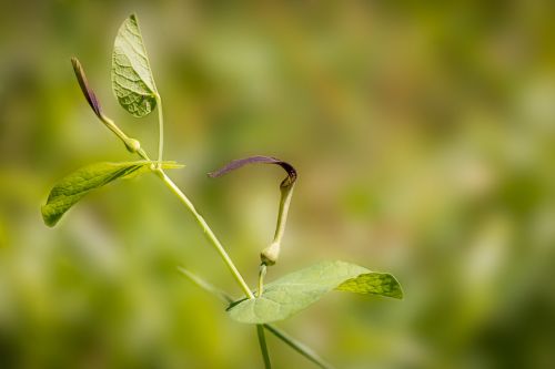 aristolochia rotunda brown flower spring