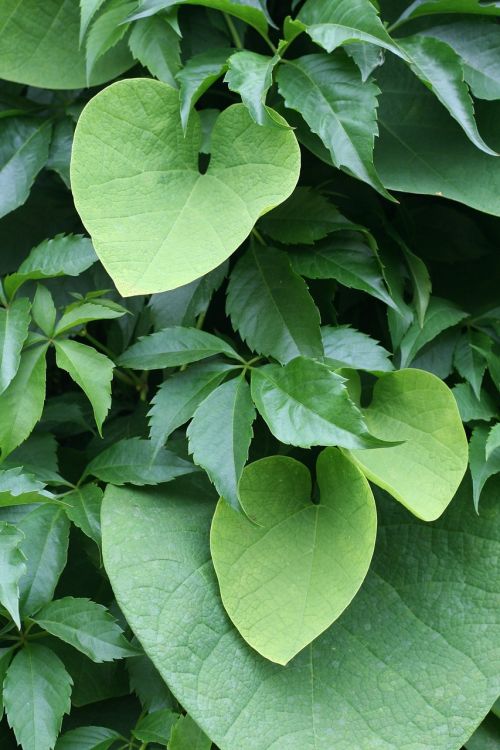 aristolochia wielkolistny aristolochia durior creeper