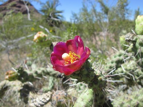 arizona cactus arid