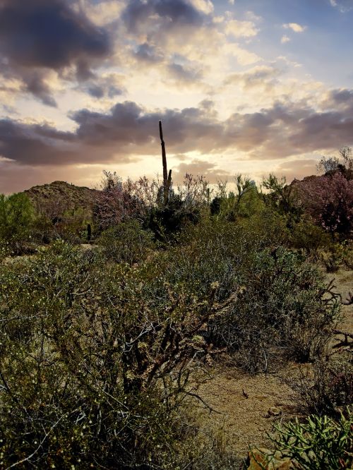 arizona cactus joshua