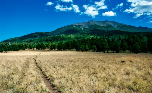 arizona mountains meadow