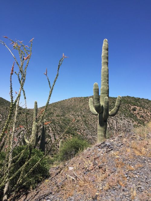 arizona desert saguaro