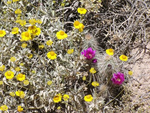 arizona wildflowers desert