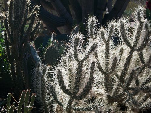 arizona backlit cactus