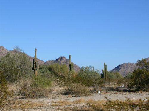 arizona cactuses daytime