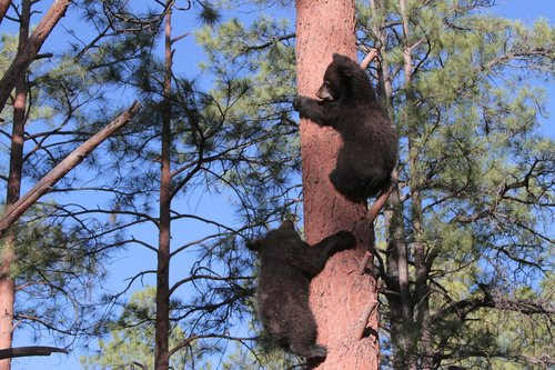 arizona  bears  cubs