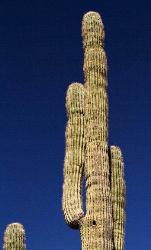 arizona  saguaro  cactus