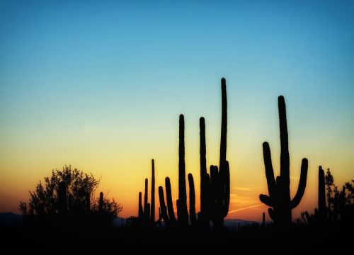 arizona cactus cacti