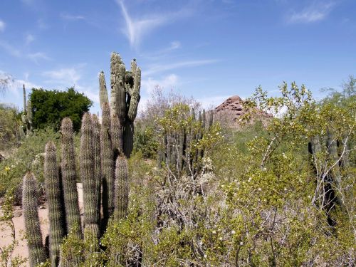 arizona desert cactus